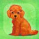 治愈的小狗养成游戏泰迪犬安卓手机版下载v1.4
