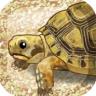 治愈的海龟育成 v1.3 安卓版下载