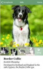 微软狗狗识别搜索引擎 v1.2.1 中文破解版下载 截图