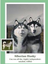 微软狗狗识别搜索引擎 v1.2.1 中文破解版下载 截图