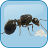 Antkeeper v1.2 最新版