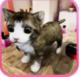 可爱猫咪模拟器2018下载v1.0