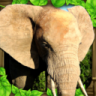 大象模拟器 v1.2 游戏下载