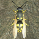 大黄蜂模拟器游戏下载v1.4.3