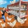 公鸡养殖场 v1.3 手机版