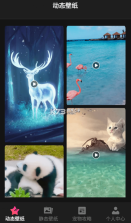 猫咪壁纸 v1.1 app 截图