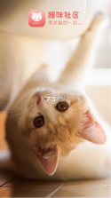 猫咪社区 v5.9.9 app 截图