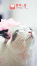 猫咪社区 v5.9.9 app 截图