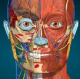 Anatomy Learning下载v2.1.381