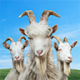 goatsimulator3下载手机版(模拟山羊3)v1.0.6.4