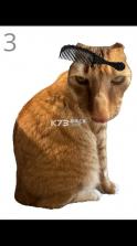 给猫梳毛 v1.0 游戏 截图