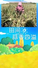 蒜来蒜去收货版HD v1.1.6 app下载免费 截图