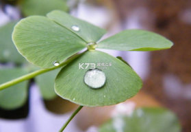 四叶草剧场 v1.303.32.1674 下载手机版 截图