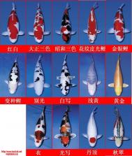 锦鲤鱼塘 v1.1 安卓下载 截图