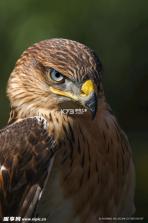 鹰脉 v3.5.0 下载官方版 截图