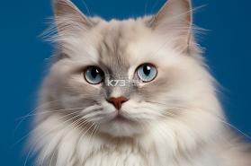 iPilton v1.2.2 安卓下载软件 截图