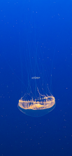 水母星球 v1.1.19 app下载 截图
