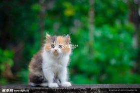 猫猫帽帽 v1.0 安卓游戏 截图