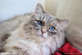 猫猫帽帽 v1.0 安卓游戏 截图