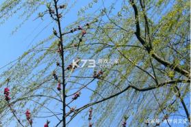 风糖小组件 v1.6.2 下载安装 截图