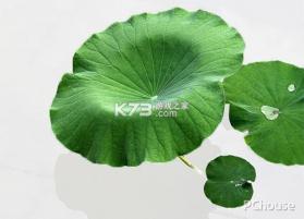 荷叶健康 v2.4.9 安卓app下载 截图