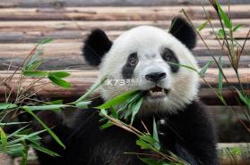 熊猫博士识字 v26.4.9 官方app下载安装 截图