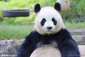 熊猫博士识字 v26.4.9 官方app下载安装 截图