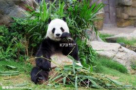 熊猫博士识字 v26.4.9 官方app下载安装 截图