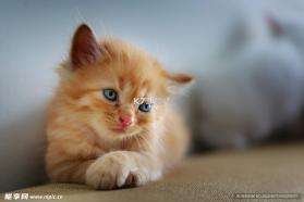 猫言狗语翻译器 v6.1.2022131432 app下载 截图