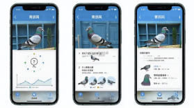 青鸽网 v4.2.3 安卓app下载 截图