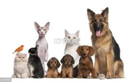 宠物猫咪翻译器 v5.0.5343 安卓app下载 截图