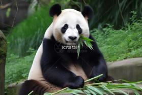 熊猫睡眠 v1.8.0 下载手机版 截图