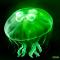 eggjelly官方版