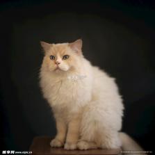 猫猫造梦屋合emoke v1.2 app下载免费 截图