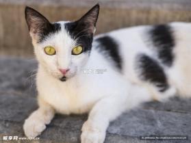 猫猫造梦屋合emoke v1.2 app下载免费 截图