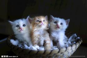 猫猫造梦屋合emoke v1.2 app下载免费 截图