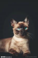 猫猫造梦屋合emoke v1.2 app下载免费 截图