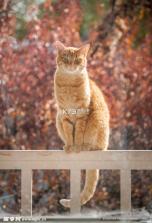 猫猫造梦屋合emoke v1.2 app下载免费 截图