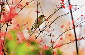 早莺暖树 v1.1.5 app下载免费 截图