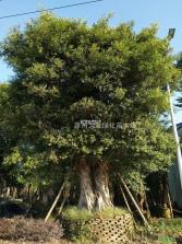 榕树家医生端 v1.5.0 app下载免费 截图