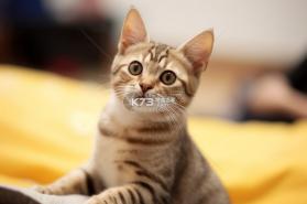 社保养老保险计算 v1.0.6 下载安装app 截图